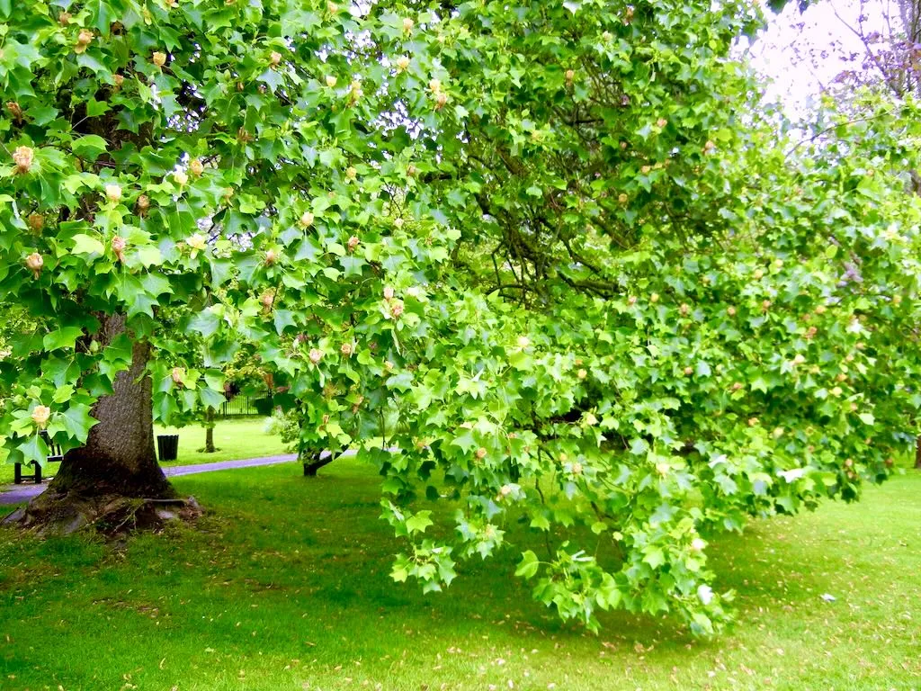 The Botanic Gardens at Royal Victoria Park, Bath, UK