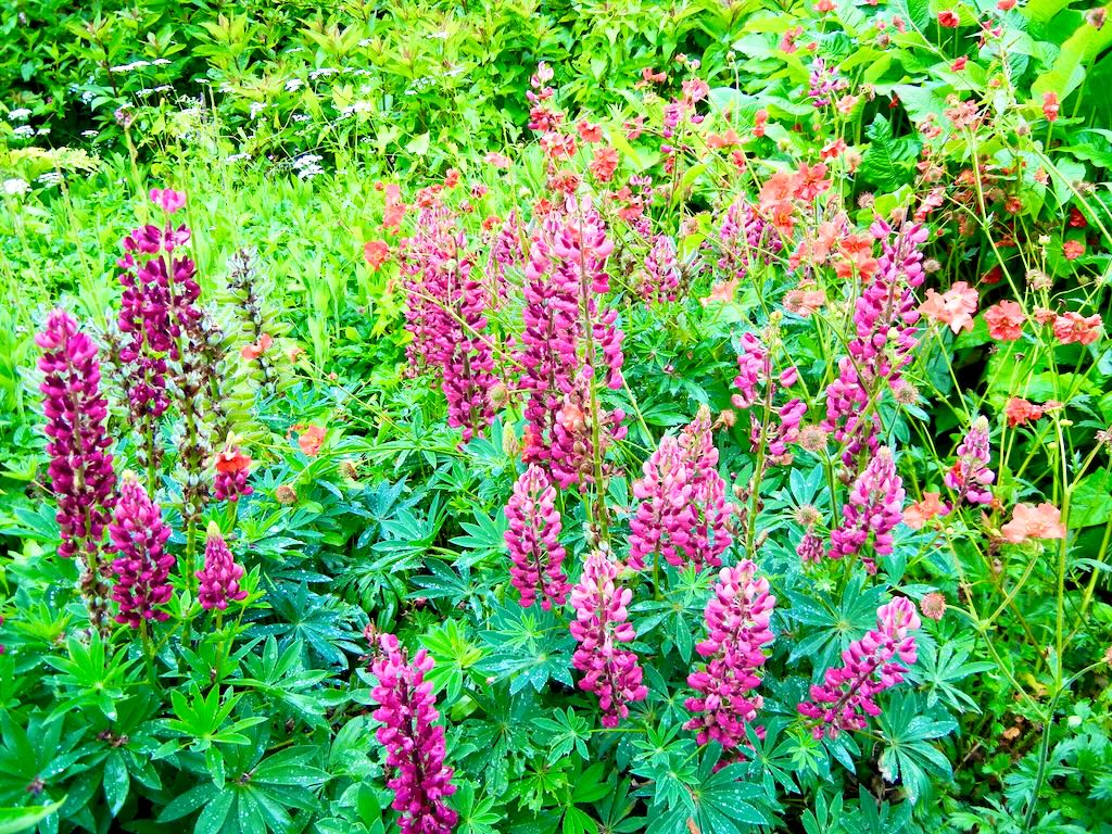 The Botanic Gardens at Royal Victoria Park, Bath, UK