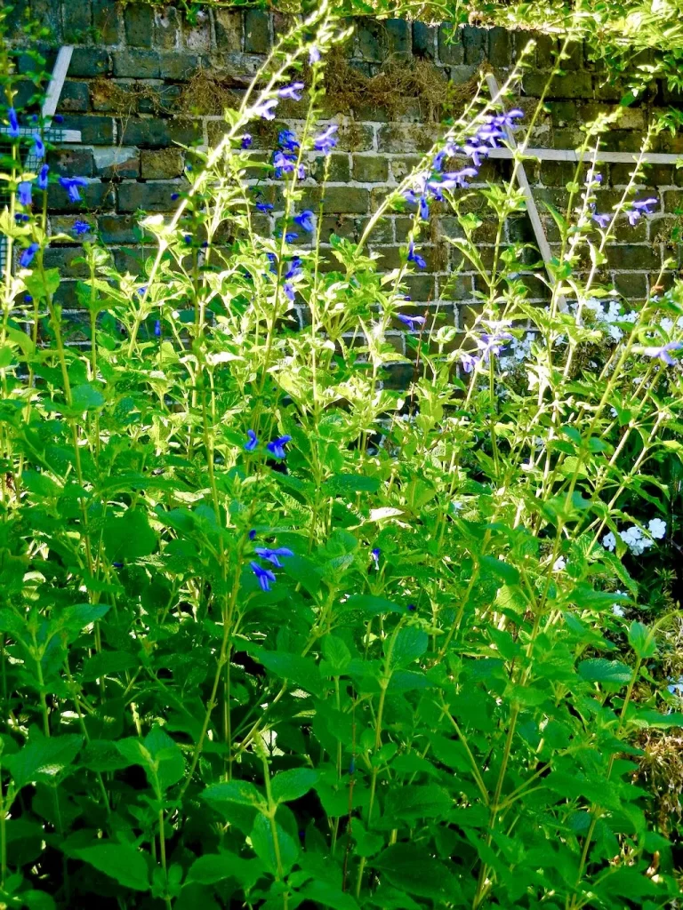 Salvia Patens-1_result - Online Flower Garden Salvia Patens