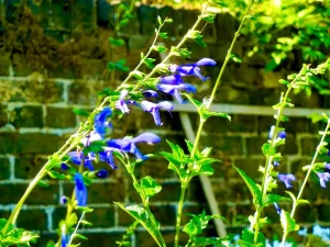 Salvia Patens