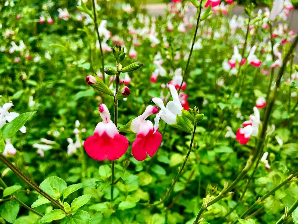 Salvia microphylla Hot Lips-1_result - Online Flower Garden Salvia microphylla 'Hot Lips'