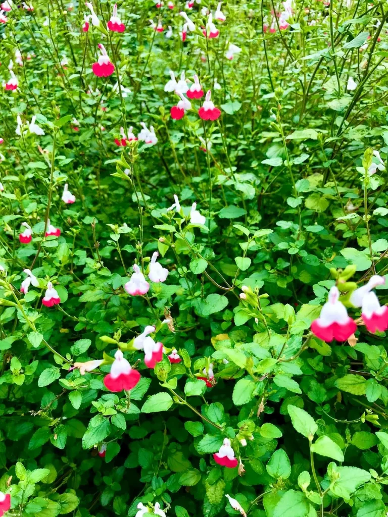 Salvia microphylla Hot Lips_result - Online Flower Garden Salvia microphylla'Hot Lips'