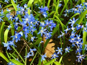 Scilla sardensis