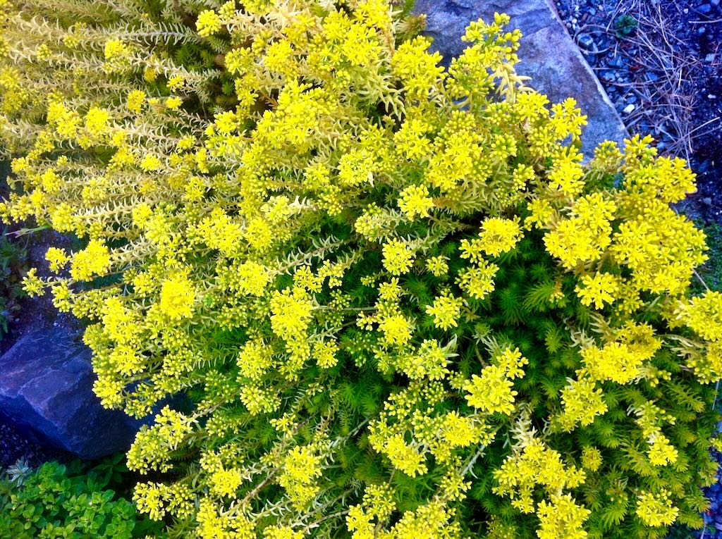 Sedum rupestre or Sedum reflex