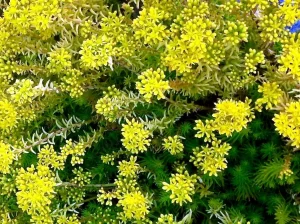 Sedum rupestre or Sedum reflex