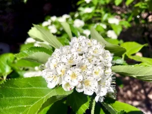 Sorbus aria or Whitebeam