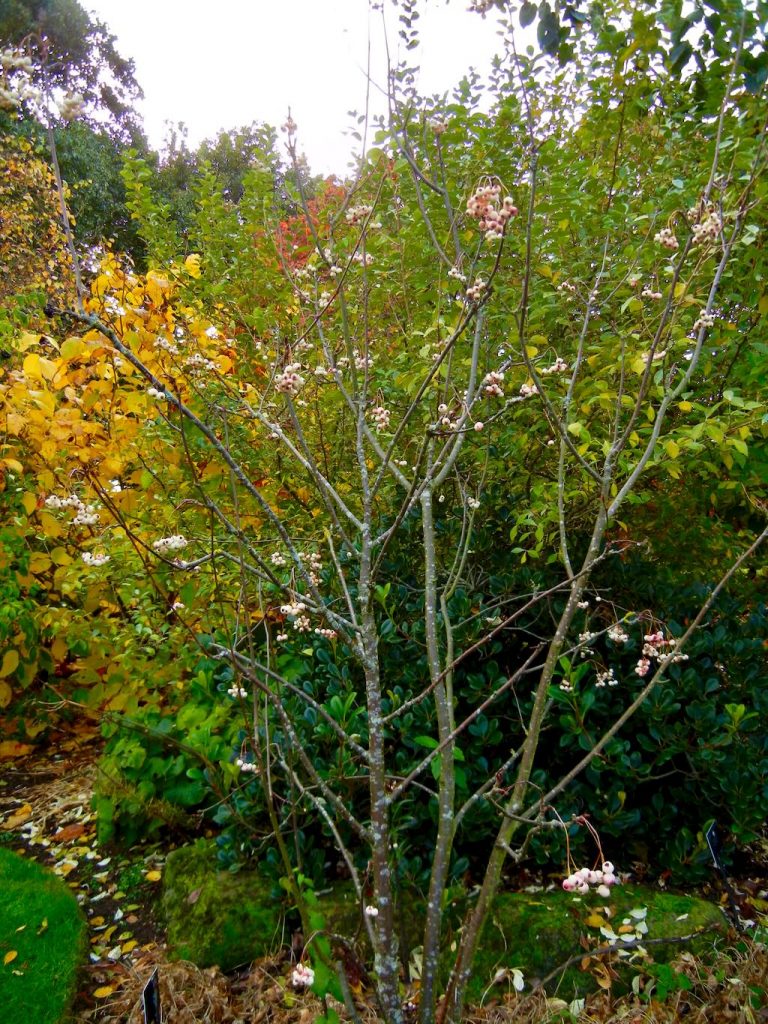 Sorbus zayuensis-1 - Online Flower Garden Sorbus zayuensis or Hua Qiu