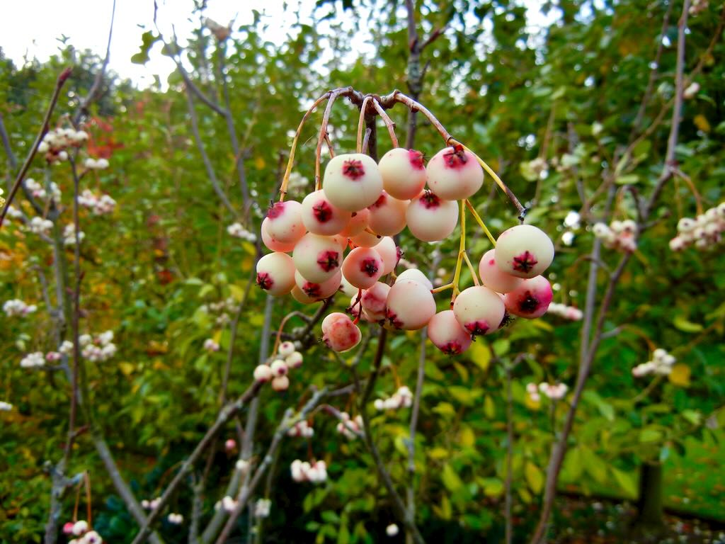 Sorbus zayuensis - Online Flower Garden Sorbus zayuensis or Hua Qiu