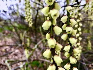 Stachyurus praecox