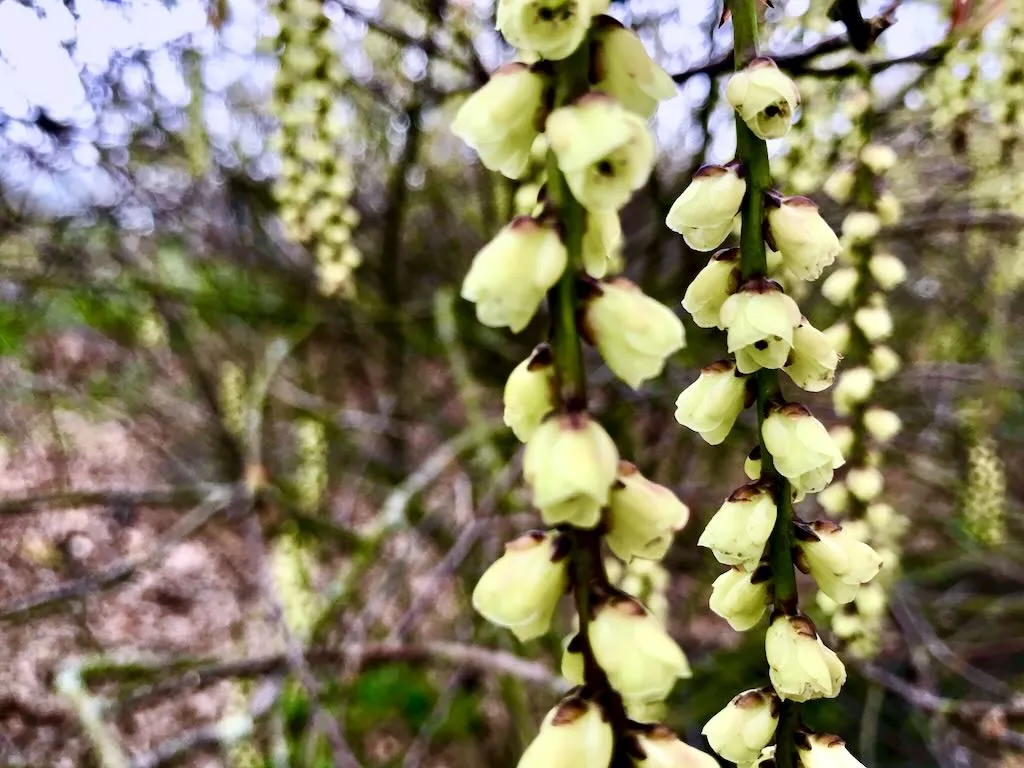 Stachyurus praecox_result - Online Flower Garden Stachyurus praecox