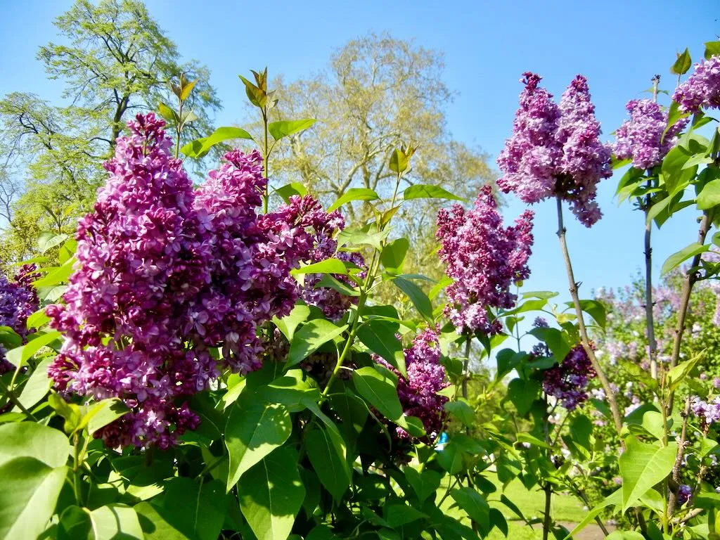 Syringa Vulgaris Paul Hariot-1_result - Online Flower Garden Syringa Vulgaris'Paul Hariot'