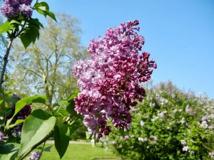 Syringa Vulgaris 'Paul Hariot'