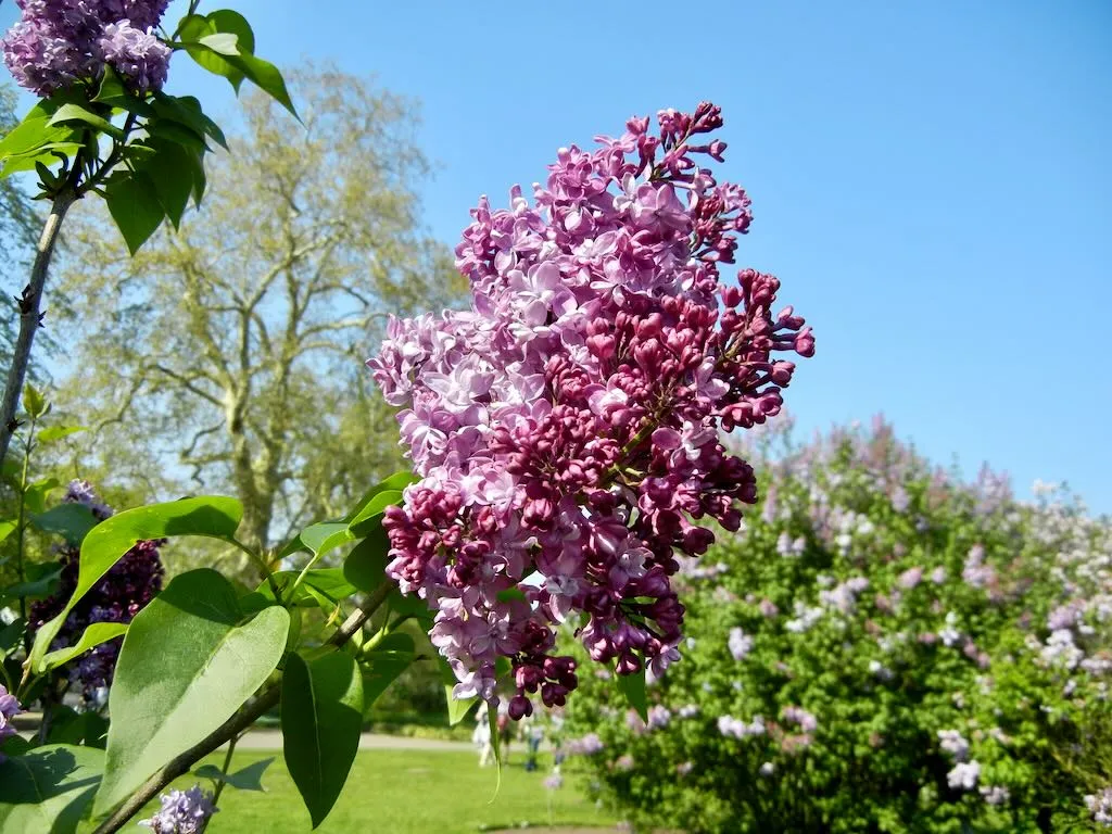 Syringa Vulgaris Paul Hariot_result - Online Flower Garden Syringa Vulgaris 'Paul Hariot'