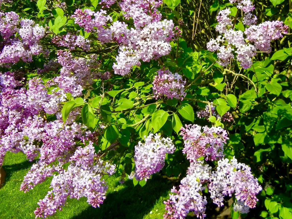 Syringa hyacinthiflora Buffon-1_result - Online Flower Garden Syringa x hyacinthiflora'Buffon'