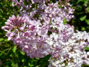 Syringa x hyacinthiflora 'Buffon'