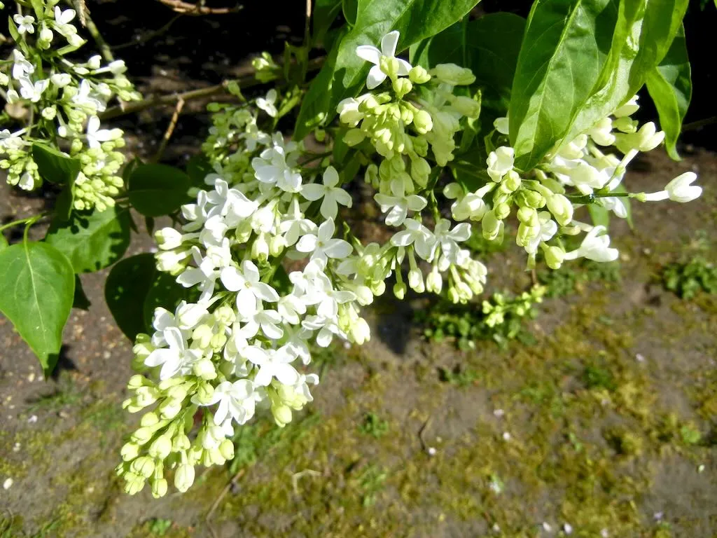 Syringa hyacinthiflora The Bride-1_result - Online Flower Garden Syringa x hyacinthiflora'The Bride'