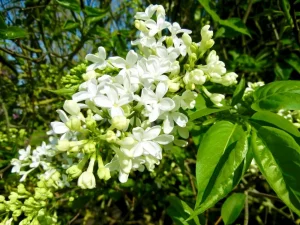 Syringa x hyacinthiflora 'The Bride'