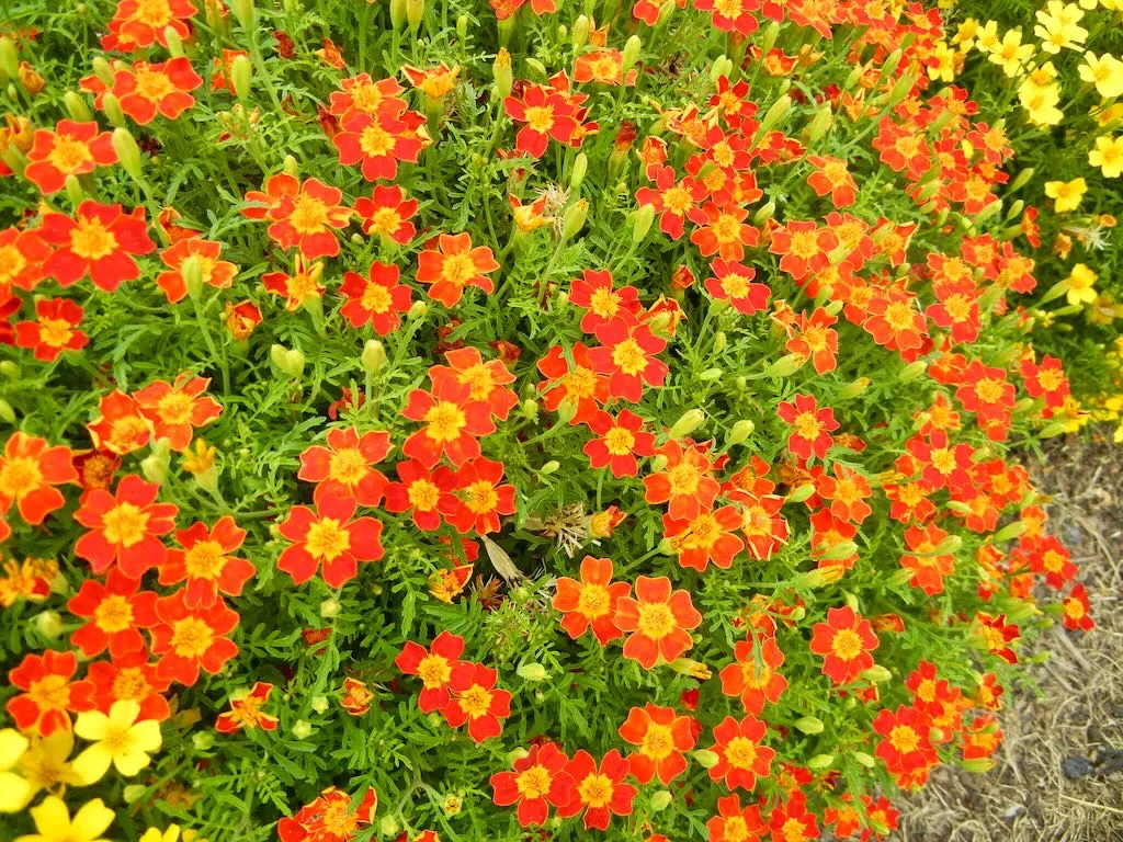 Tagetes tenuifolia'Red Gem'