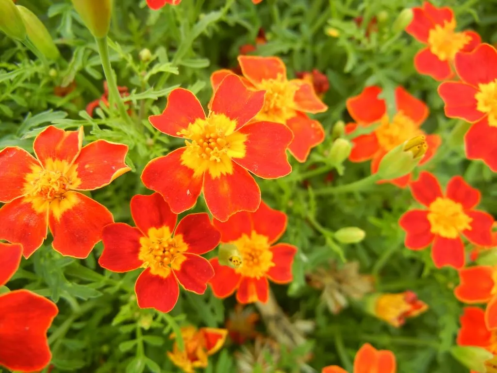 Tagetes tenuifolia 'Red Gem'