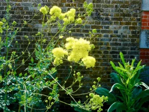 Thalictrum flavum