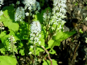 Tiarella cordifolia