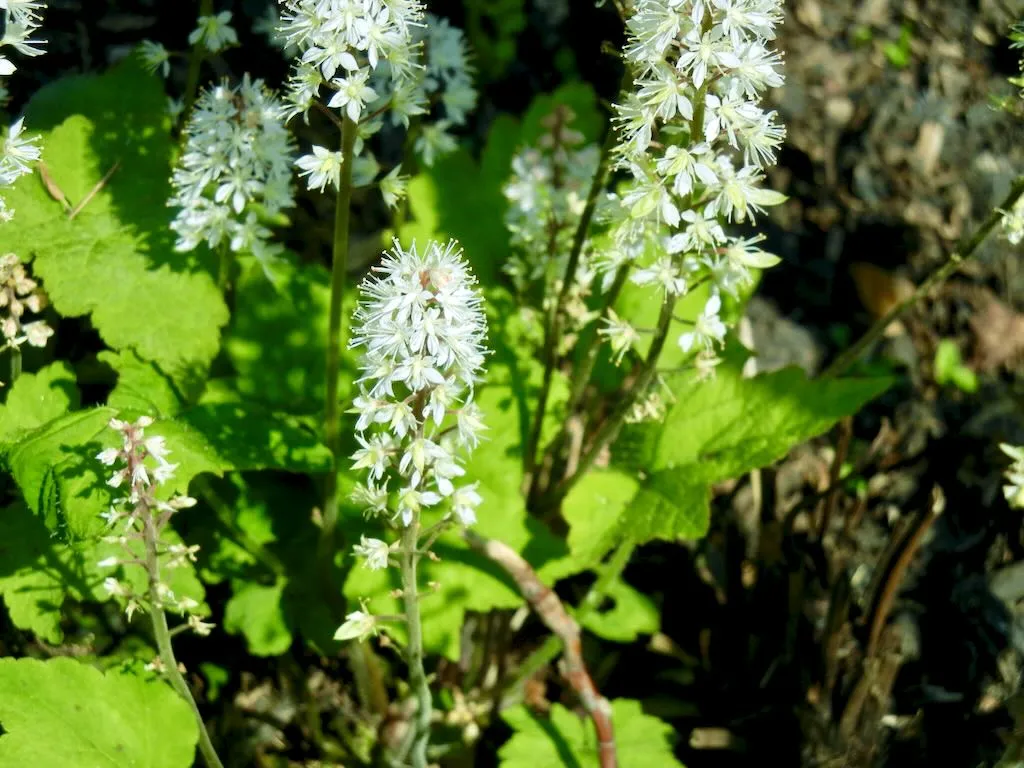 Tiarella cordifolia