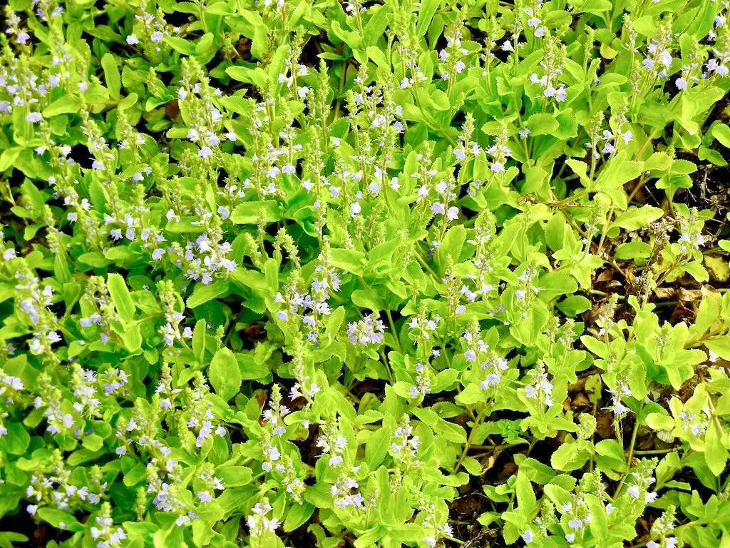 Veronica officinalis-1_result - Online Flower Garden Veronica officinalis