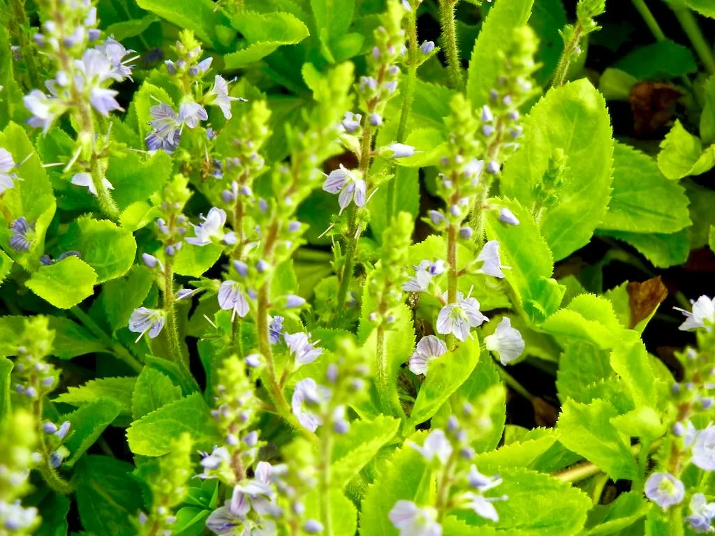 Veronica officinalis_result - Online Flower Garden Veronica officinalis