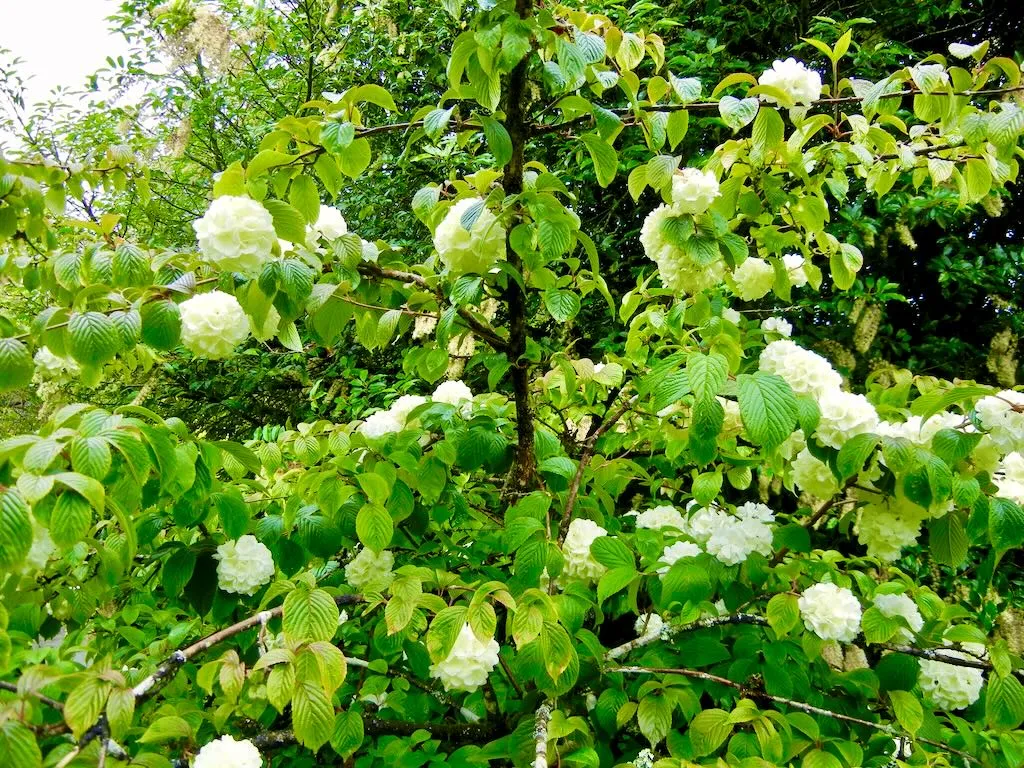 Viburnum plicatum