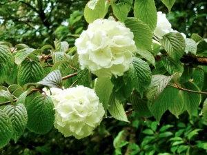 Viburnum plicatum