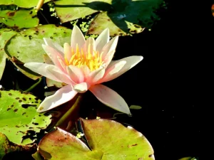Water Lily or Nymphaea 'Sioux'