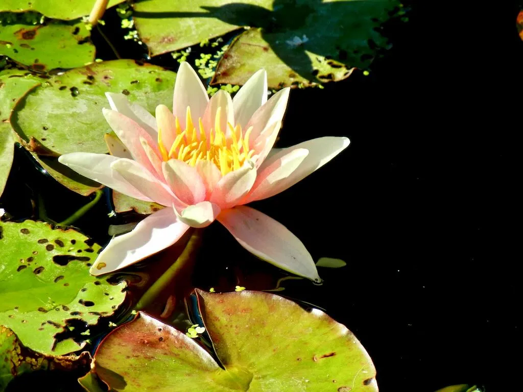 Water Lily or Nymphaea Sioux-1_result - Online Flower Garden Water Lily or Nymphaea 'Sioux'