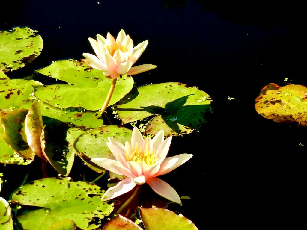 Water Lily or Nymphaea Sioux_result - Online Flower Garden Water Lily or Nymphaea'Sioux'
