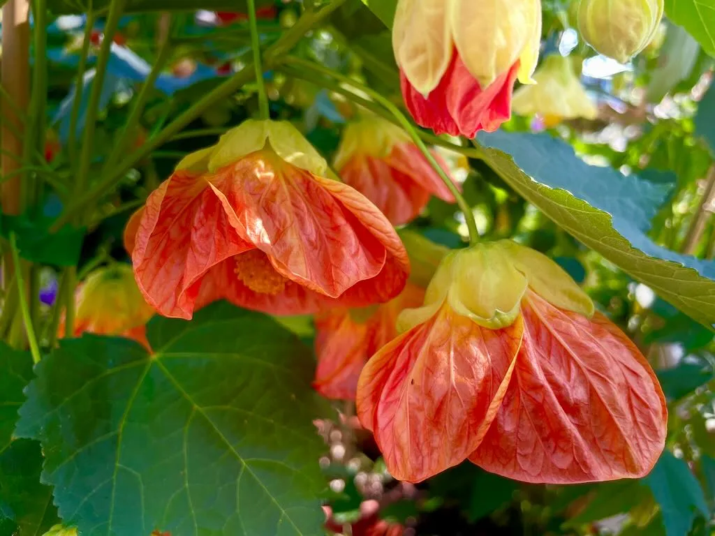 Abutilon Victor Reiter_result - Online Flower Garden Abutilon'Victor Reiter'