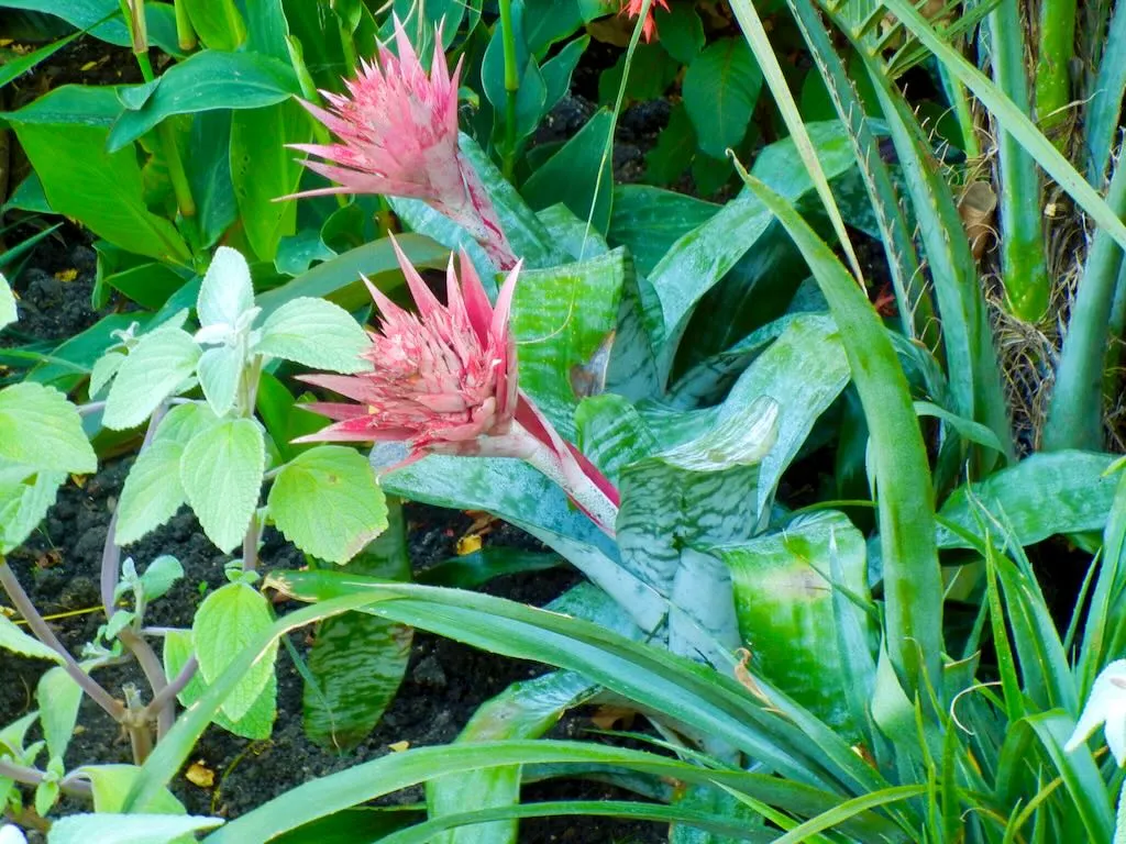 Aechmea fasciata