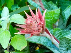 Aechmea fasciata