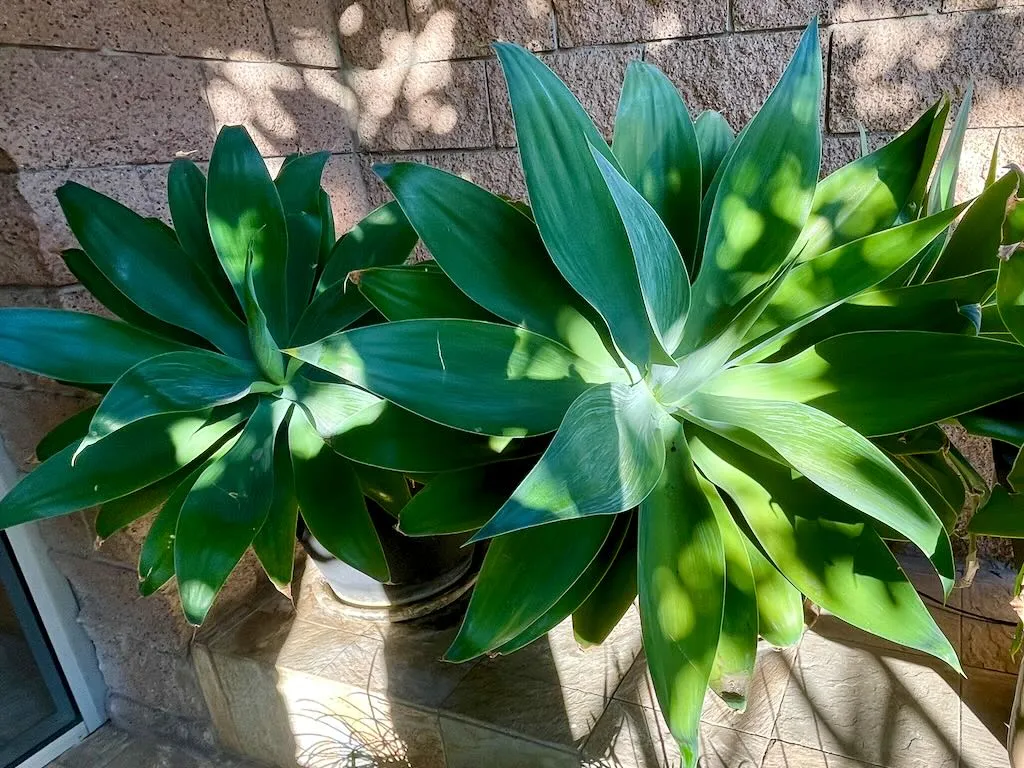 Agave attenuata or Foxtail Agave