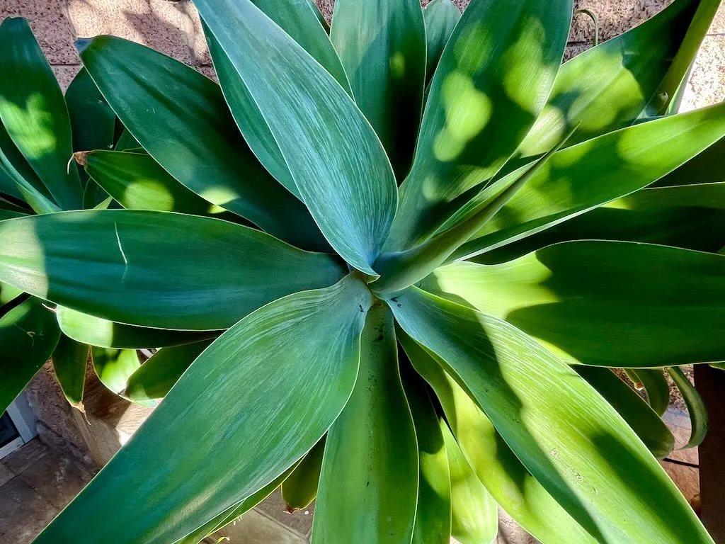 Agave attenuata or Foxtail Agave