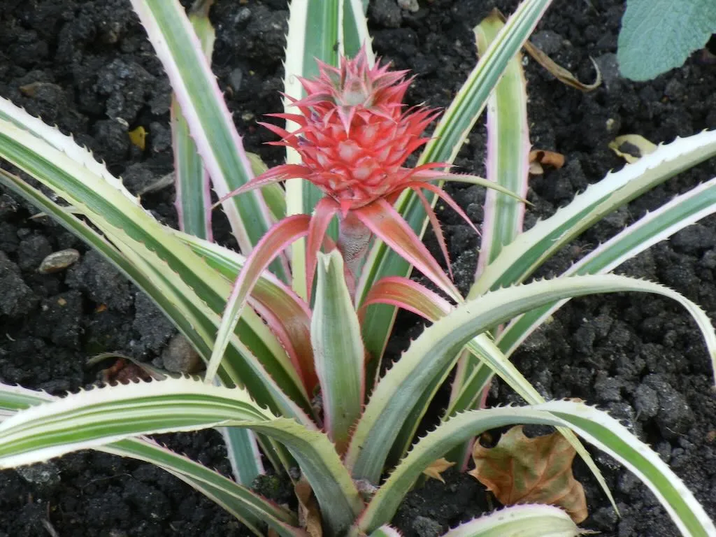 Ananas comosus var. variegatus