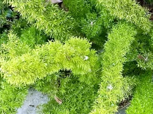 Asparagus densiflorus