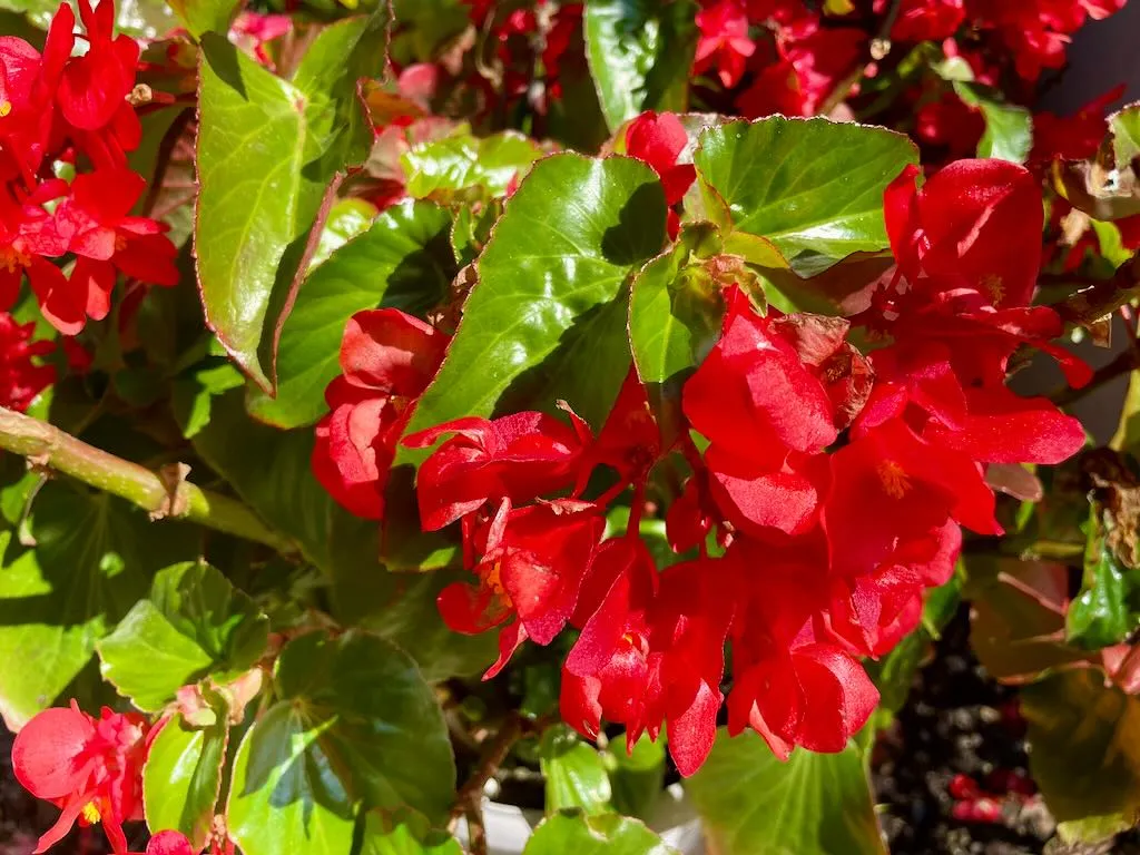Begonia Dragon Wing Red-1_result - Online Flower Garden Begonia'Dragon Wing® Red'