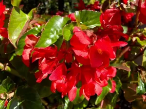 Begonia 'Dragon Wing® Red'
