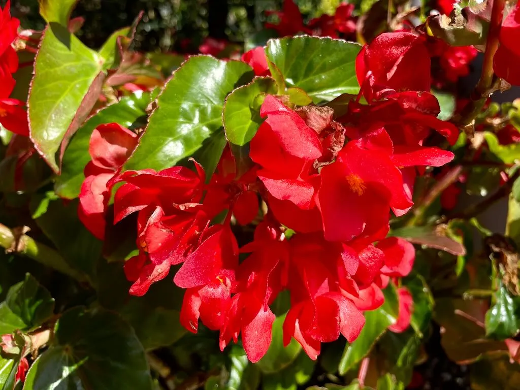 Begonia Dragon Wing Red_result - Online Flower Garden Begonia 'Dragon Wing® Red'