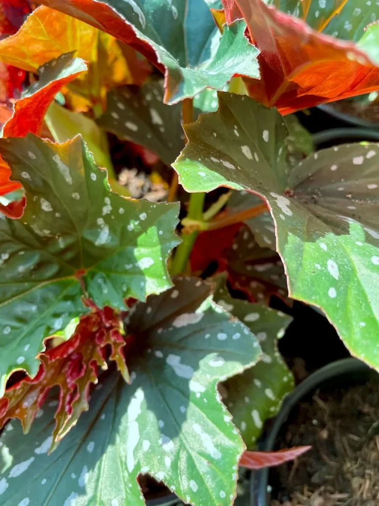 Begonia Sophie Cecile-1_result - Online Flower Garden Begonia'Sophie Cecile'