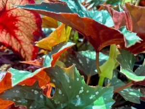 Begonia 'Sophie Cecile'