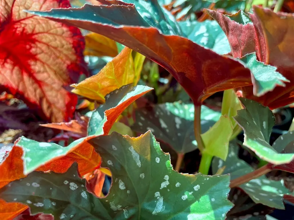 Begonia Sophie Cecile_result - Online Flower Garden Begonia 'Sophie Cecile'