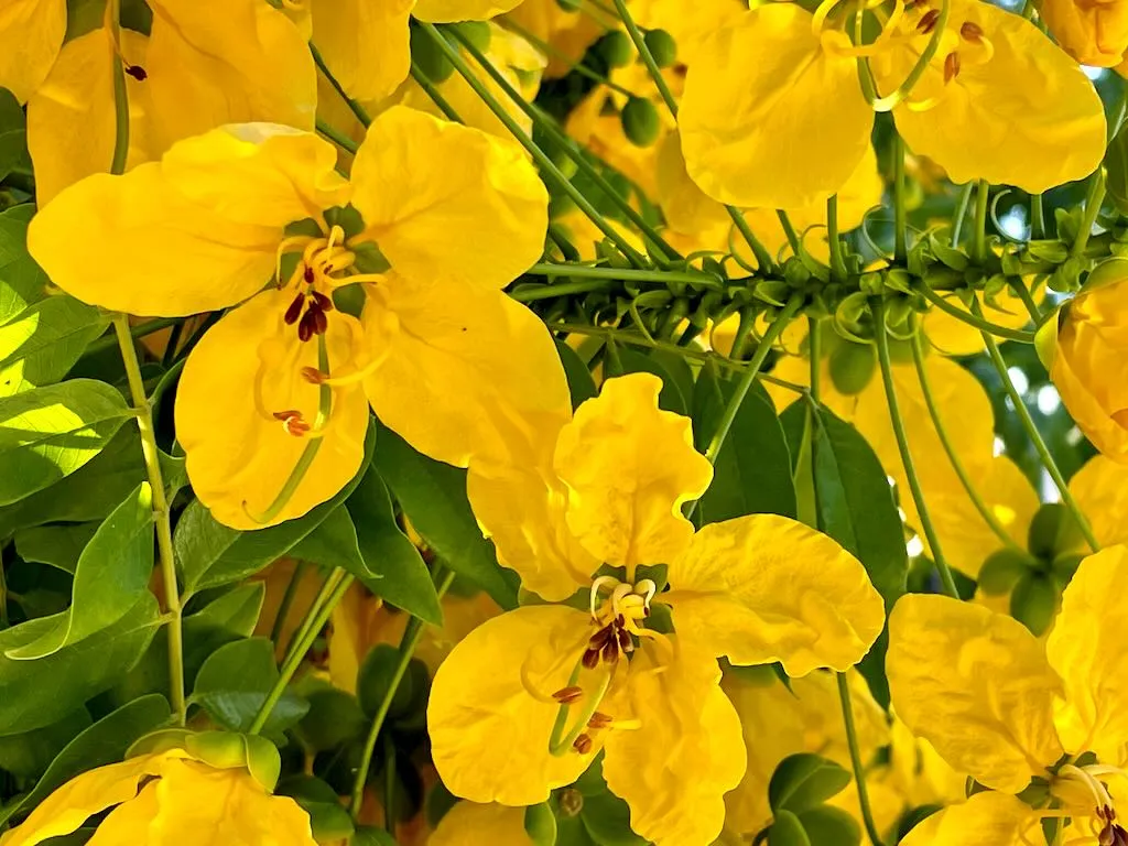 Cassia leptophylla-1_result - Online Flower Garden Cassia leptophylla