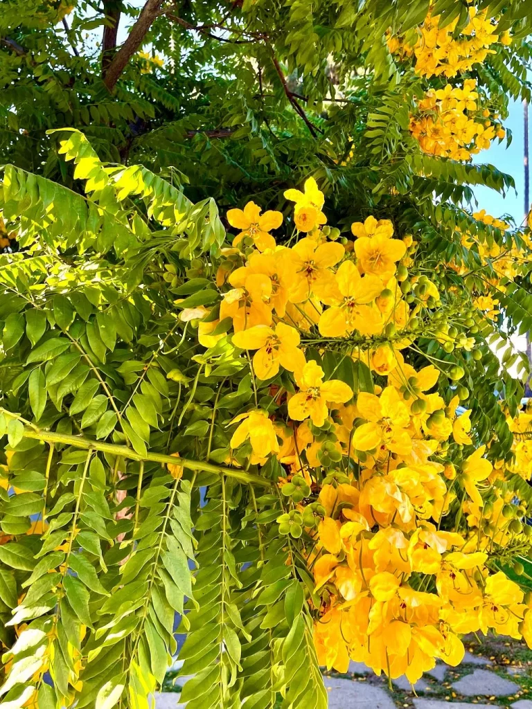 Cassia leptophylla_result - Online Flower Garden Cassia leptophylla