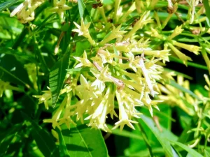 Cestrum nocturnum or Night-scented Jessamine