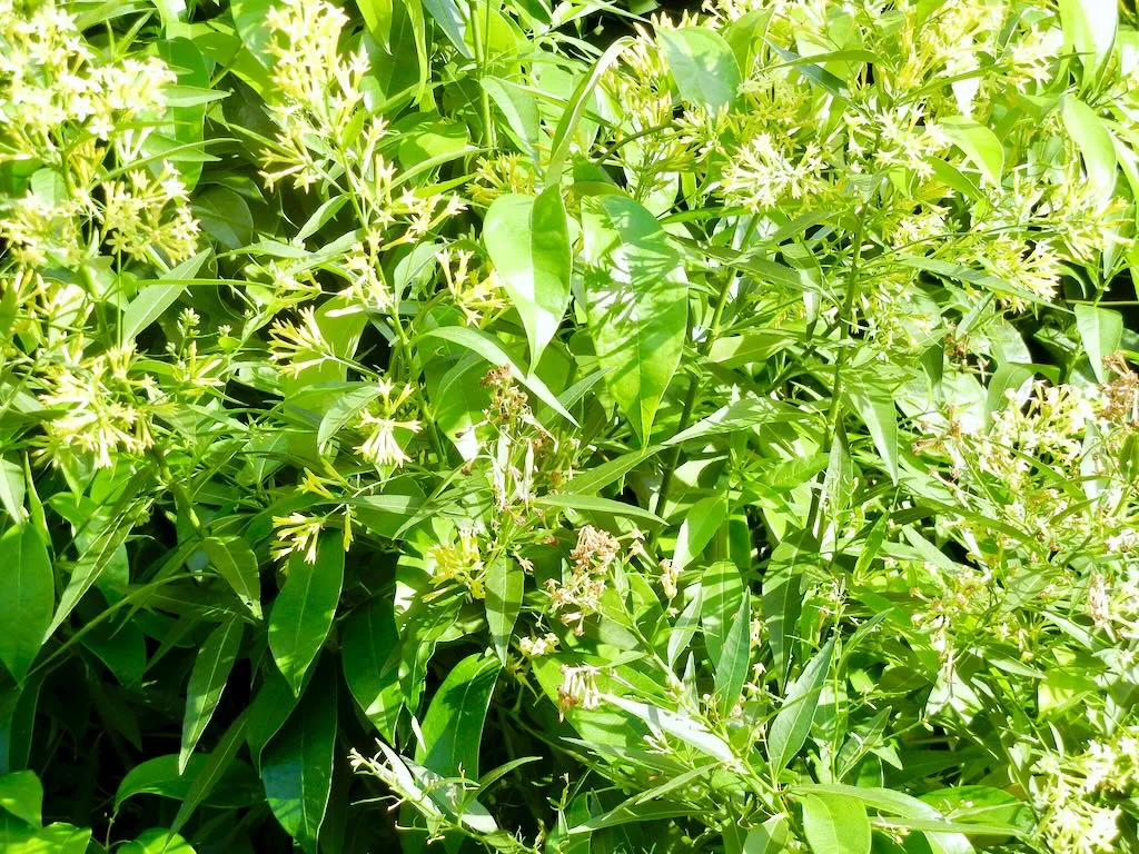 Cestrum nocturnum or Night-scented Jessamine